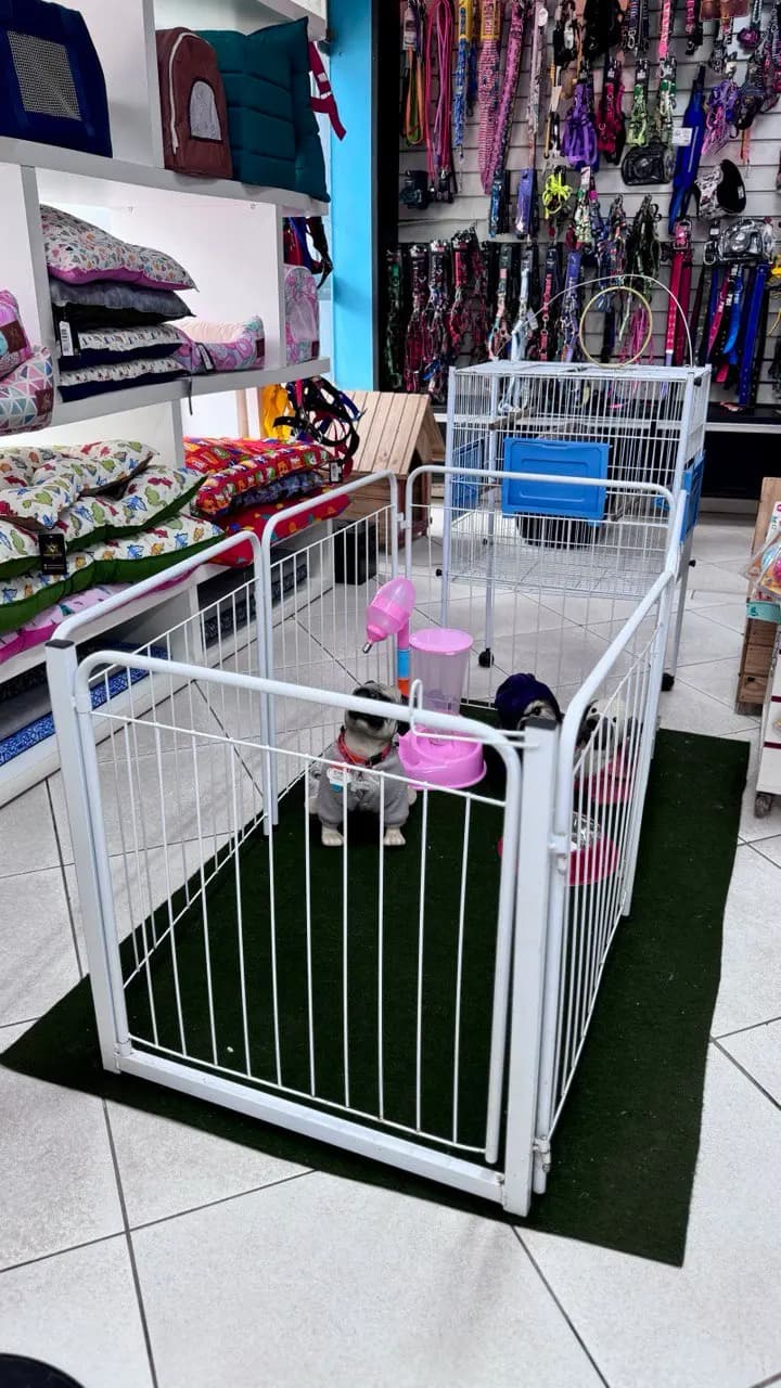 Área de acessórios e pet na loja Mundo Animal