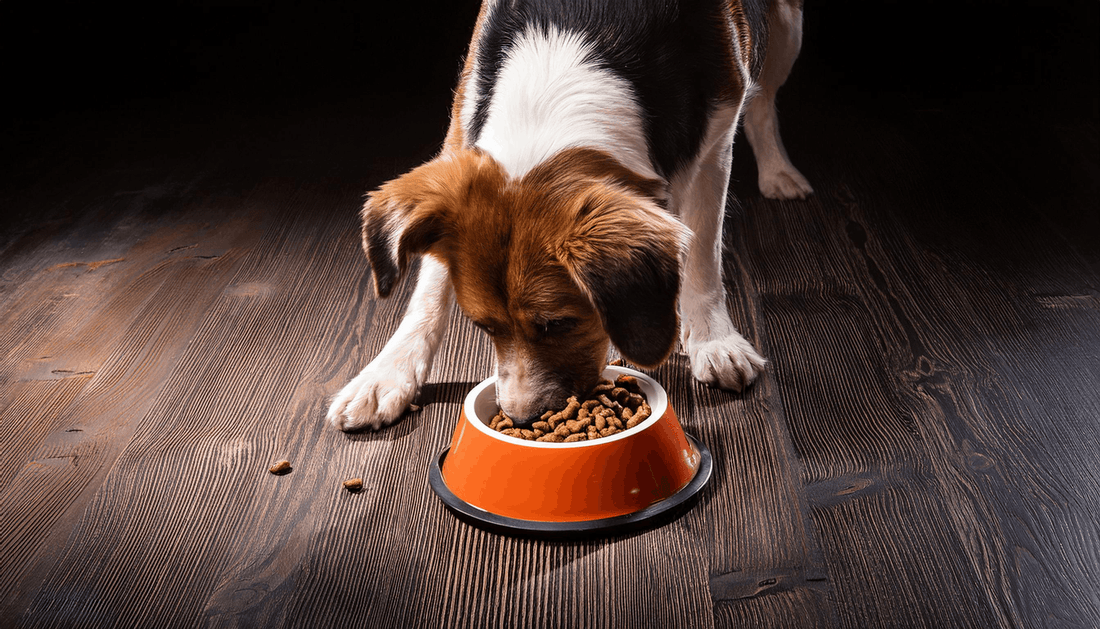 Cachorro comendo sua tigela de comida