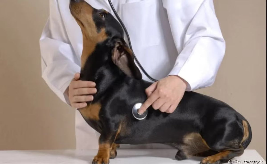 Leishmaniose em cães: como identificar, cuidar e proteger seu pet