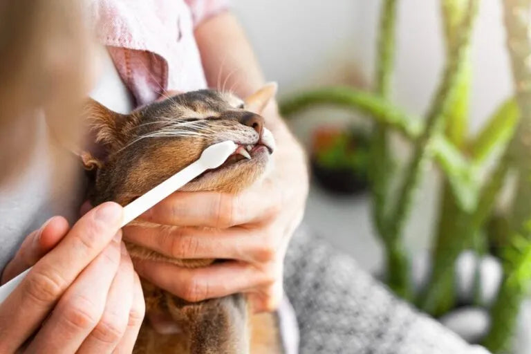 Tártaro felino vai além do mau hálito