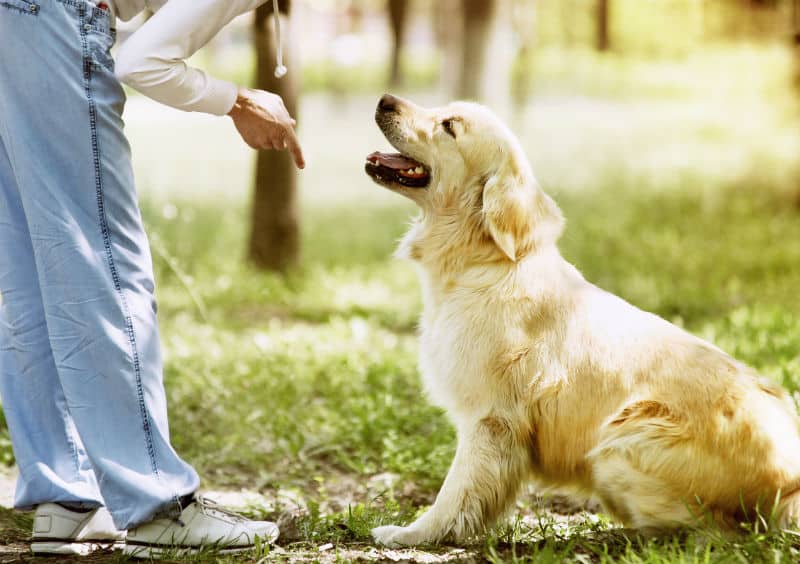 Cachorro sendo adestrado com amor e paciência