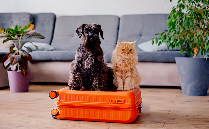 Pet viajando com seu tutor